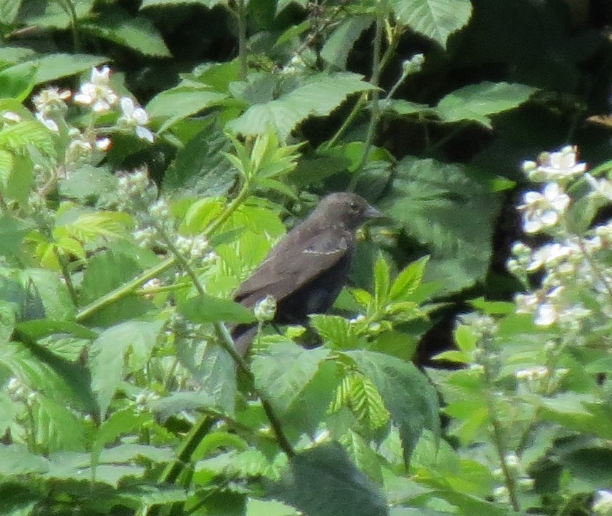 Tricolored Blackbird - ML24720771