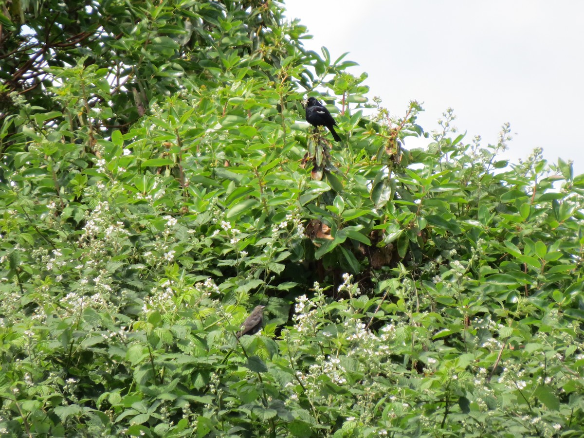 Tricolored Blackbird - ML24720781