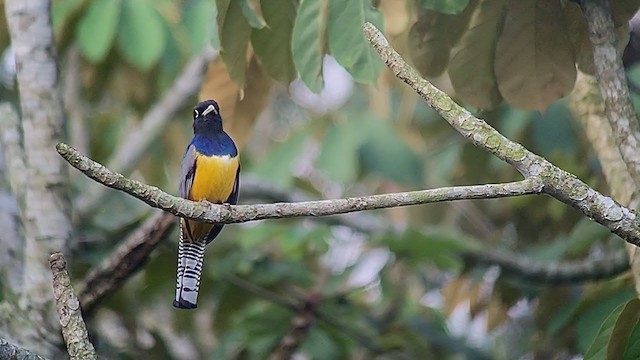 Gartered Trogon - ML247207831