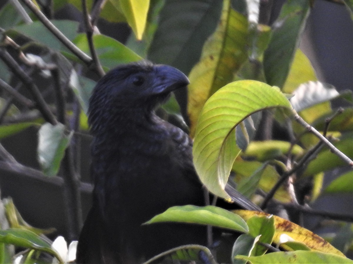 Groove-billed Ani - Heidi Pasch de Viteri