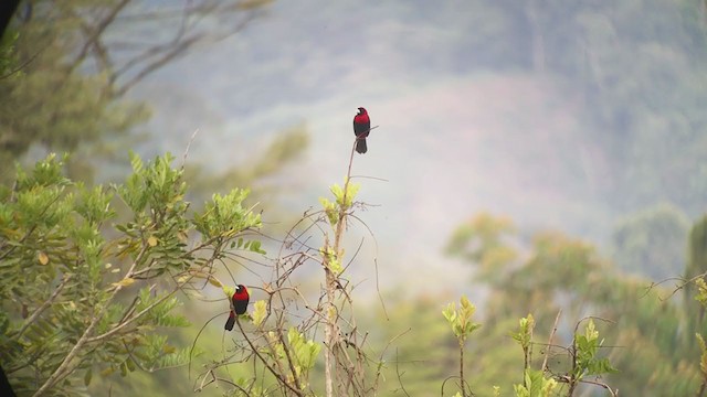 Crimson-collared Tanager - ML247209331