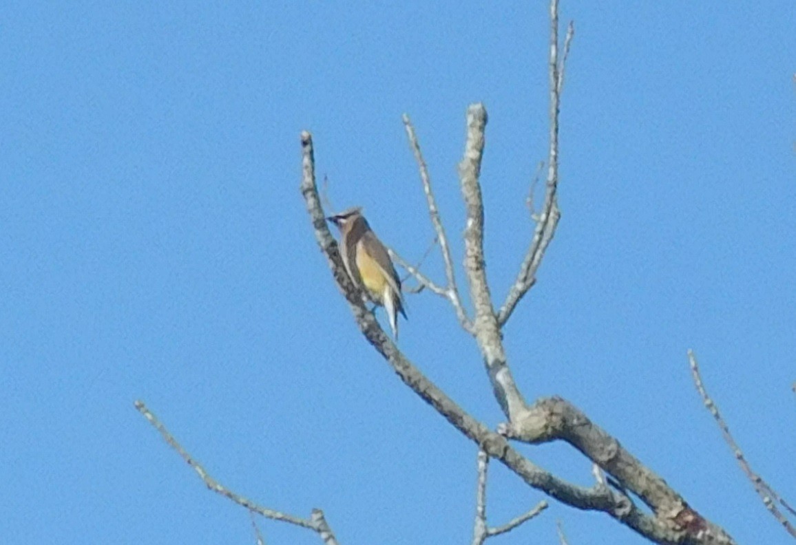 Cedar Waxwing - LynnErla Beegle