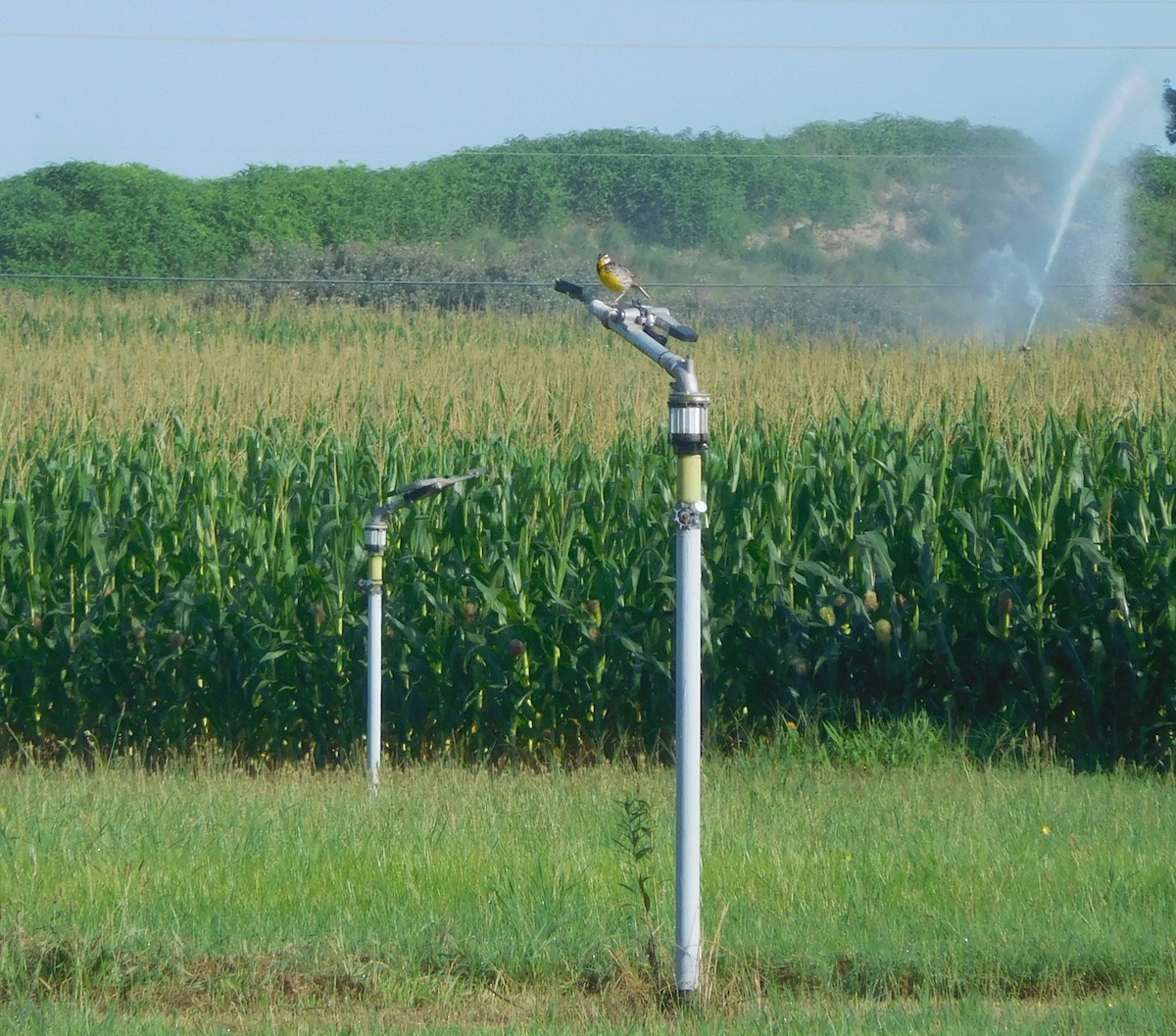 Eastern Meadowlark - ML247209611