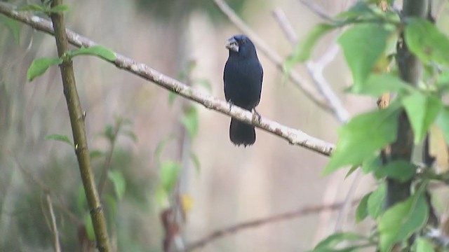 Blue-black Grosbeak - ML247210311