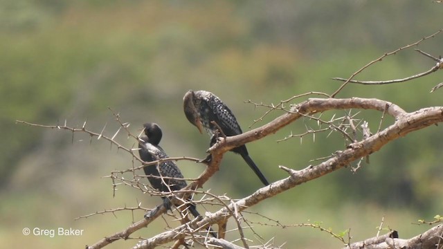 Cormoran africain - ML247211291