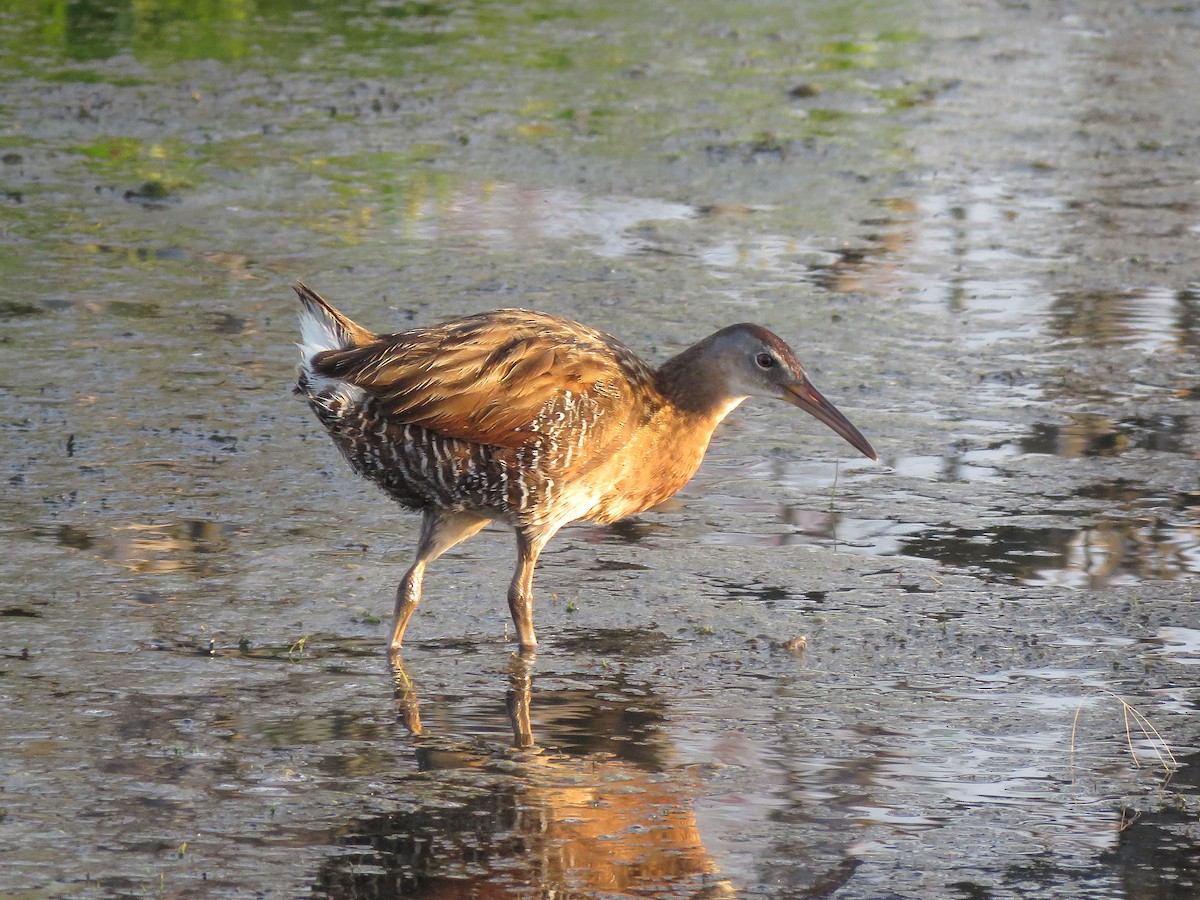 King Rail - Kevin Groeneweg