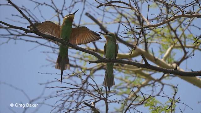 Blue-cheeked Bee-eater - ML247211451