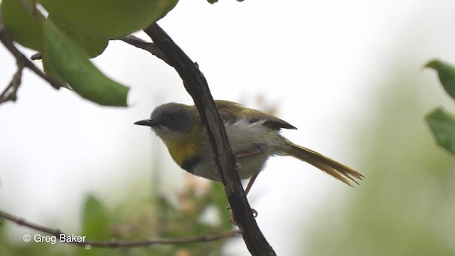 Apalis à gorge jaune - ML247211631