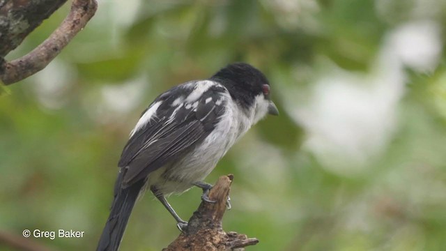 Black-backed Puffback - ML247211671