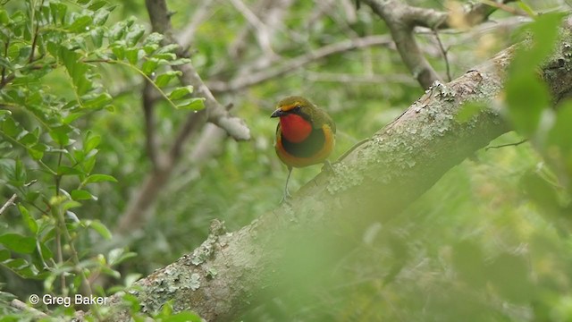 Four-colored Bushshrike - ML247211751