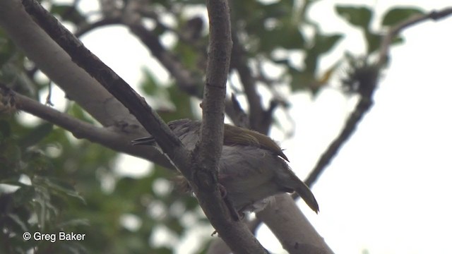 Green-backed Camaroptera - ML247211761