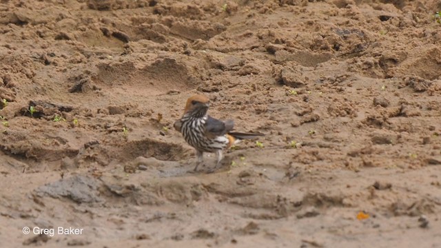 Hirondelle striée - ML247212081