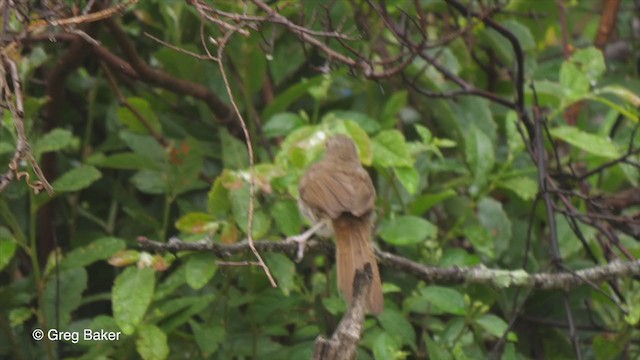 Bulbul Terrestre - ML247212181