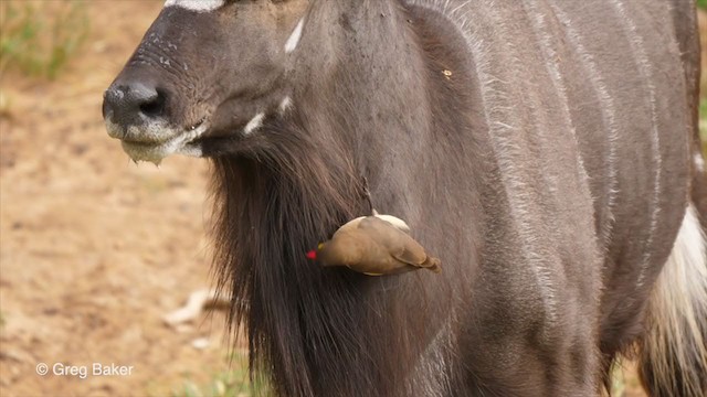 Piqueboeuf à bec rouge - ML247212241