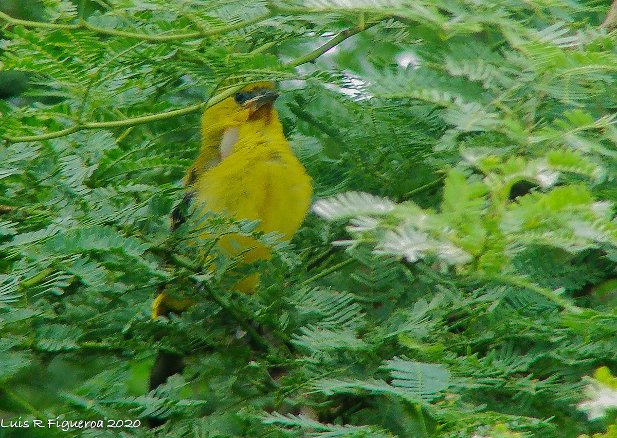 Turpial Amarillo - ML247212601