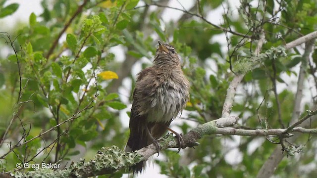White-browed Scrub-Robin - ML247212941