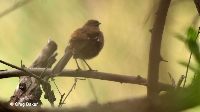 Red-backed Scrub-Robin - ML247212971