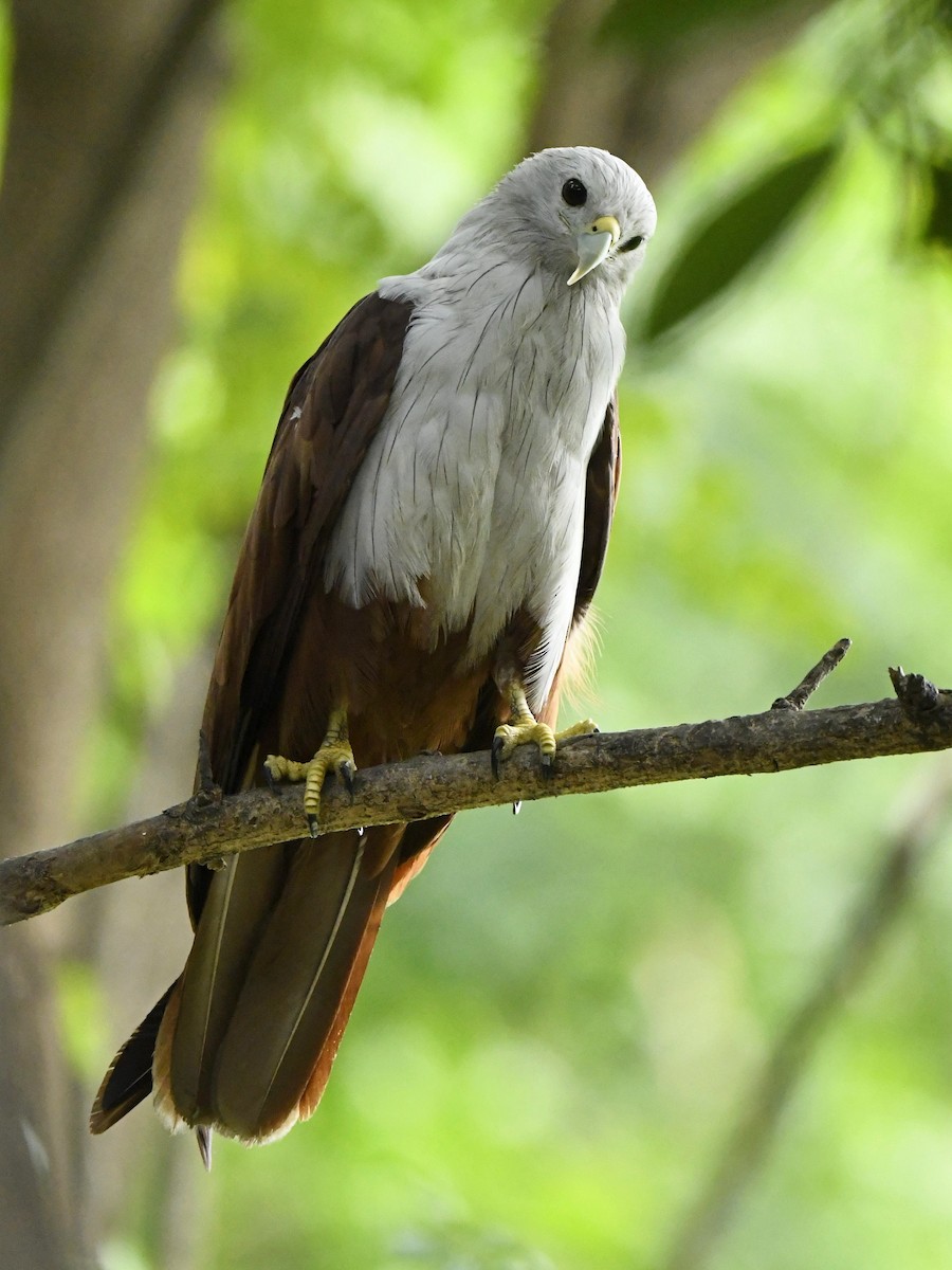Brahminy Kite - ML247213041