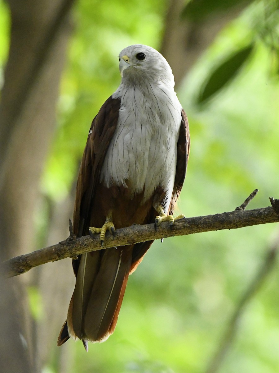 Brahminy Kite - ML247213071