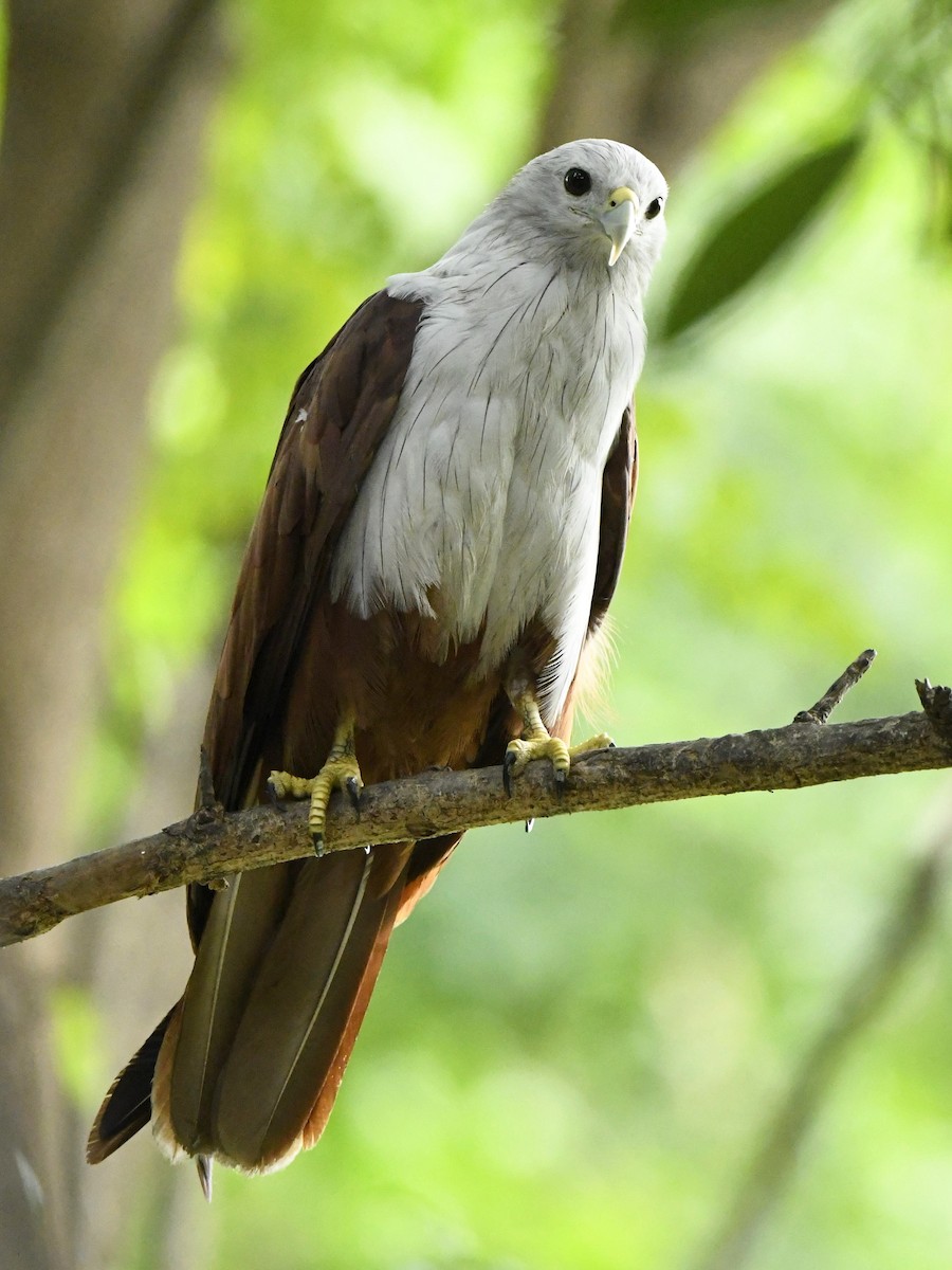 Brahminy Kite - ML247213101