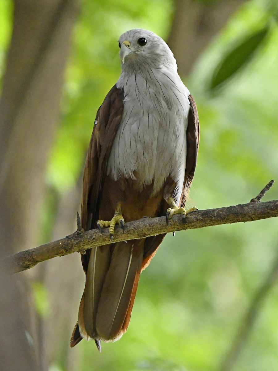 Brahminy Kite - ML247213161