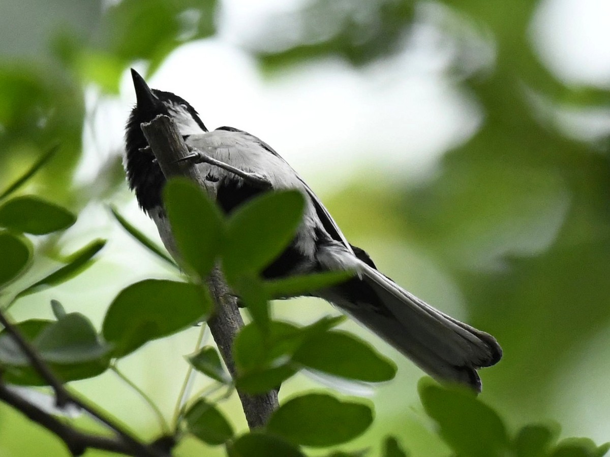 Asian Tit (Cinereous) - ML247213171
