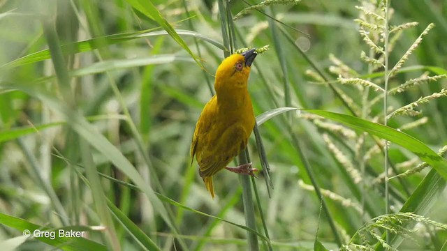 African Golden-Weaver - ML247213231