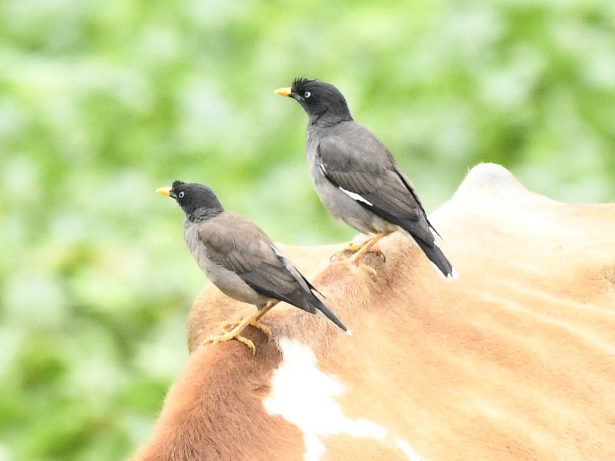 Jungle Myna - ML247213251