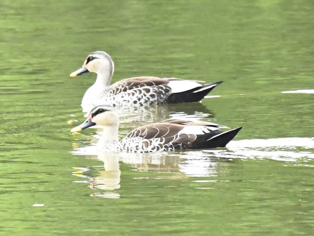 Indian Spot-billed Duck - ML247213331