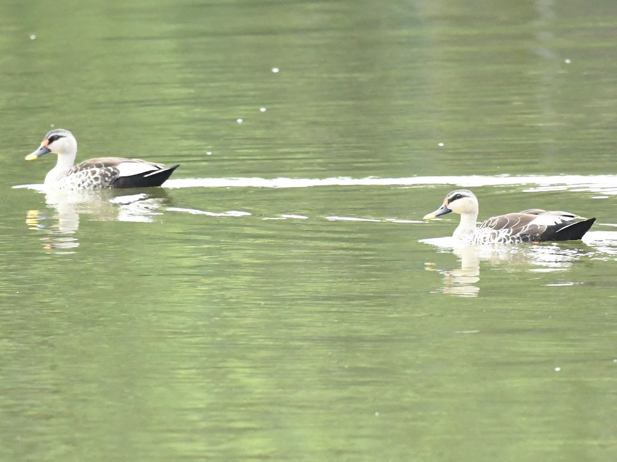 Indian Spot-billed Duck - ML247213351