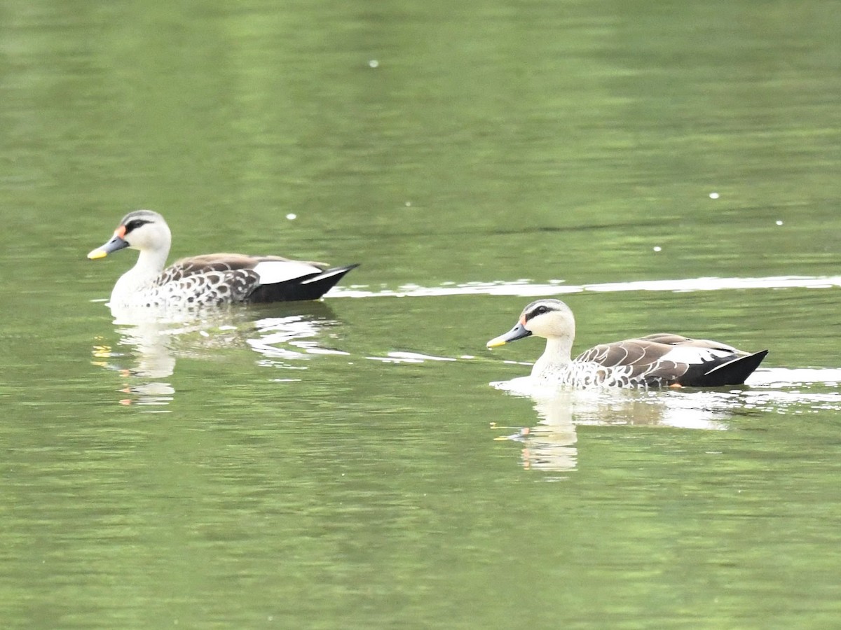 Indian Spot-billed Duck - ML247213371