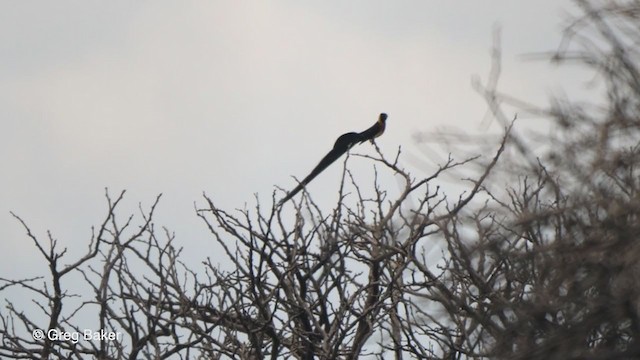 Eastern Paradise-Whydah - ML247213431