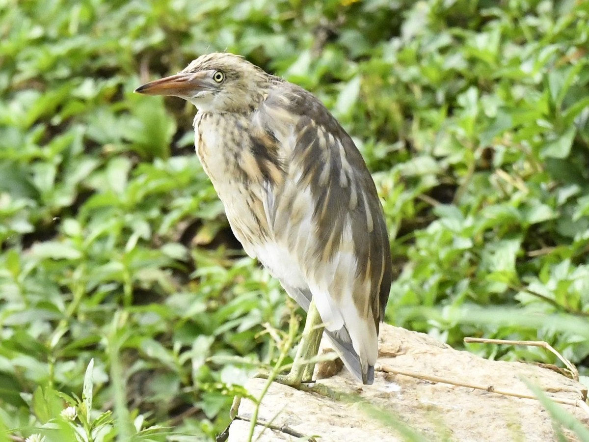 Indian Pond-Heron - ML247213441