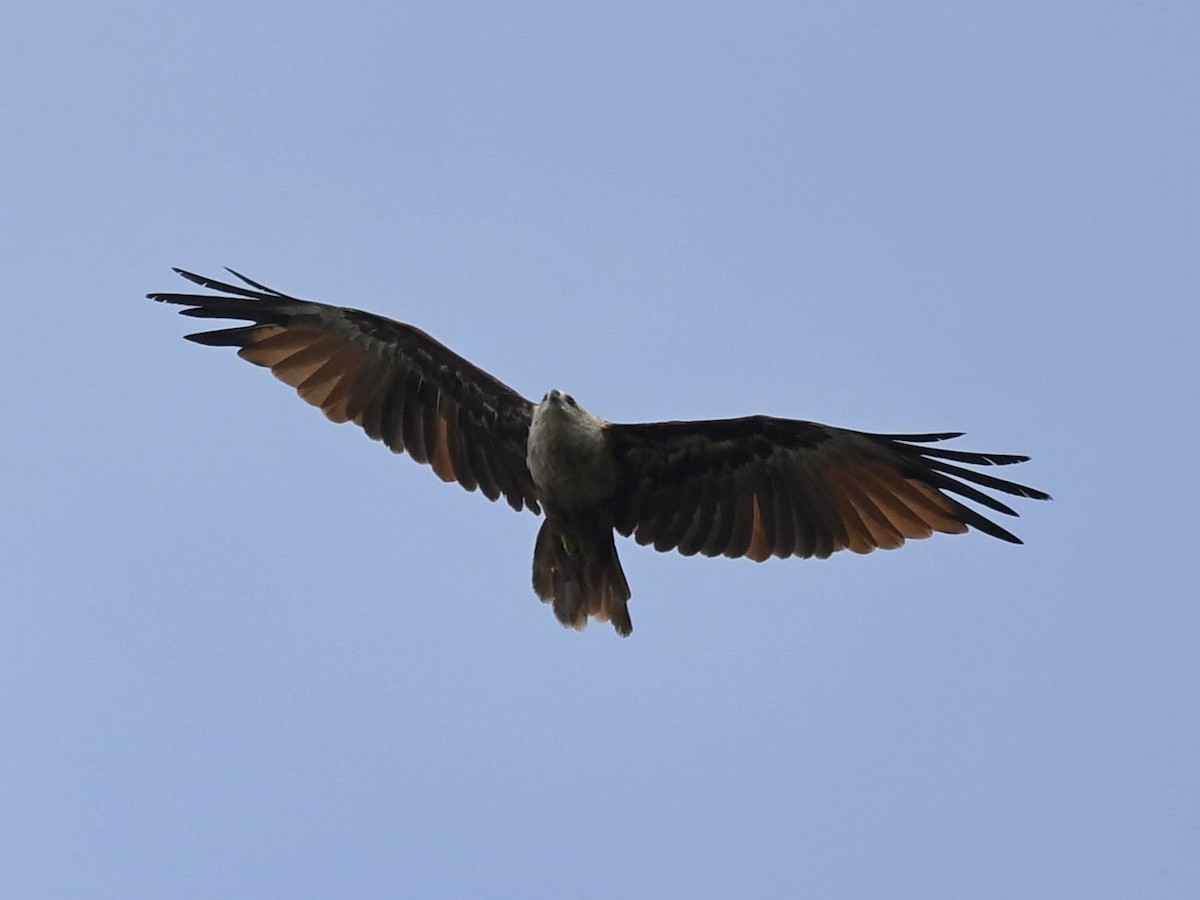 Brahminy Kite - ML247213461