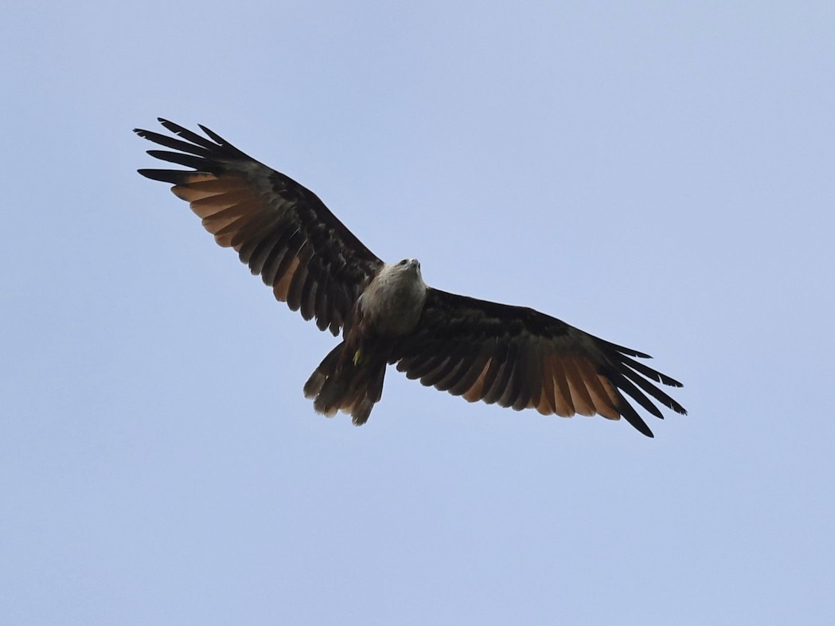 Brahminy Kite - ML247213471