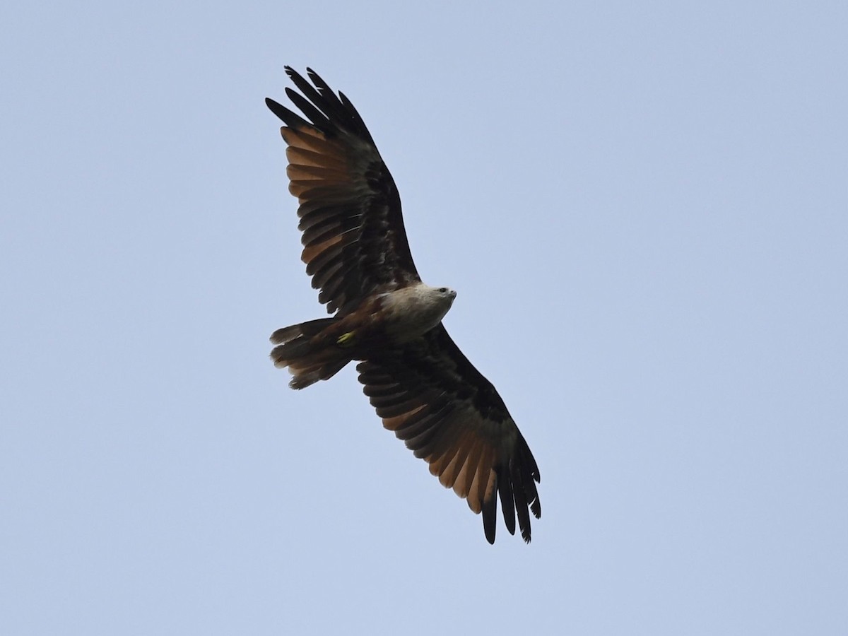 Brahminy Kite - ML247213481