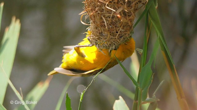 Lesser Masked-Weaver - ML247213501