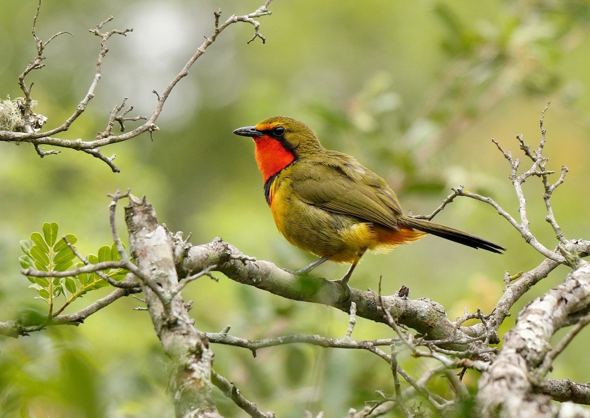 Four-colored Bushshrike - Greg Baker