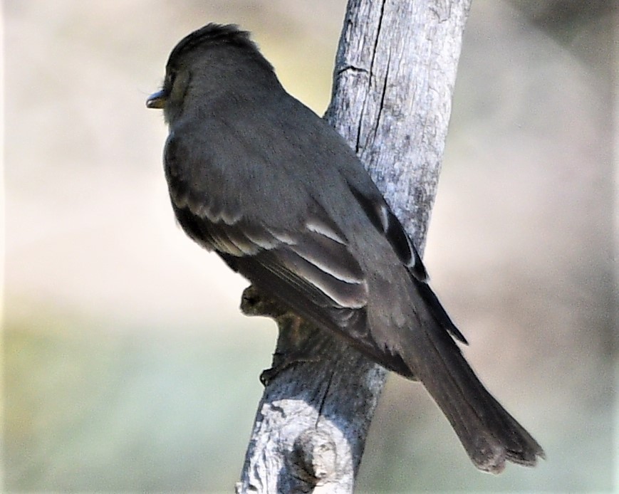 Western Wood-Pewee - ML247215241