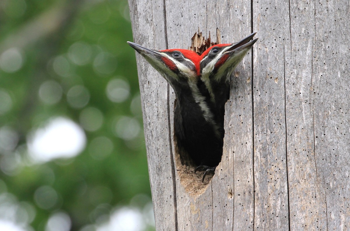 Pileated Woodpecker - Diane St-Jacques