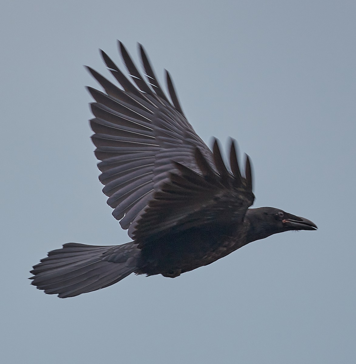 Common Raven - Jim Werkowski