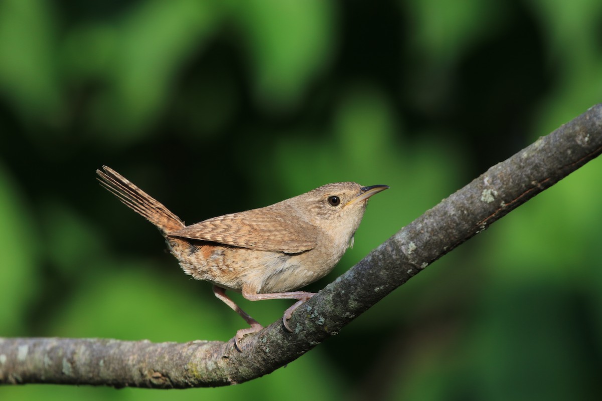 House Wren - ML247216401