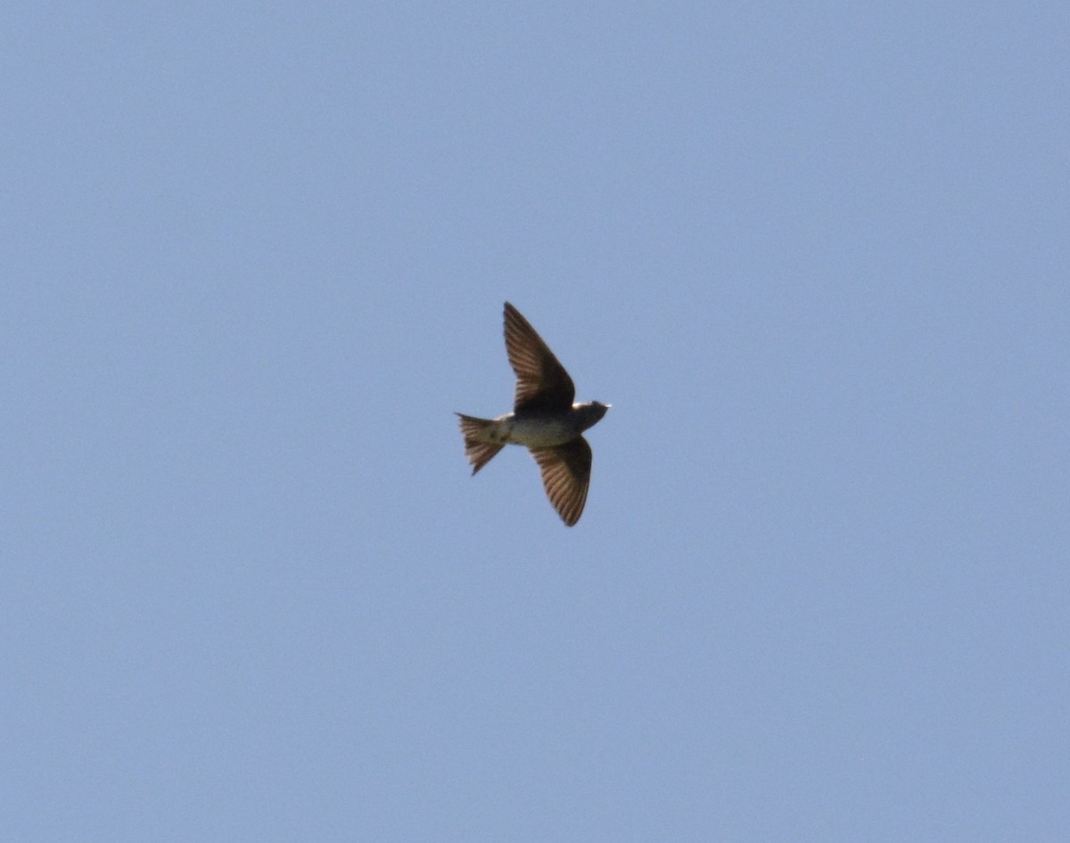 Purple Martin - Taylor Abbott