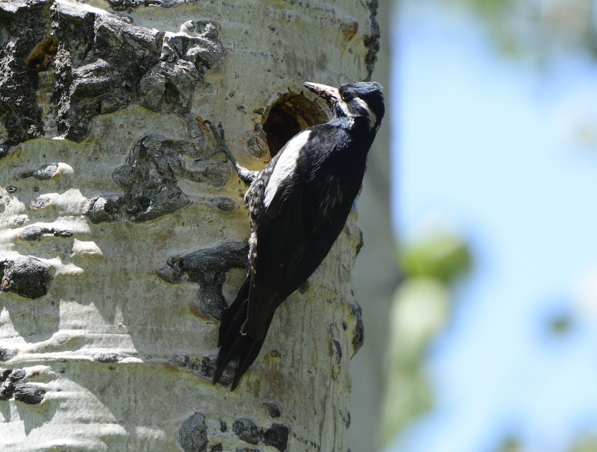 Williamson's Sapsucker - Taylor Abbott