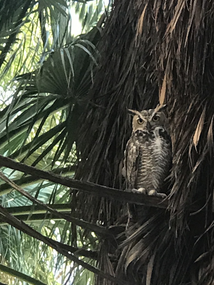 Great Horned Owl - Ken Mix