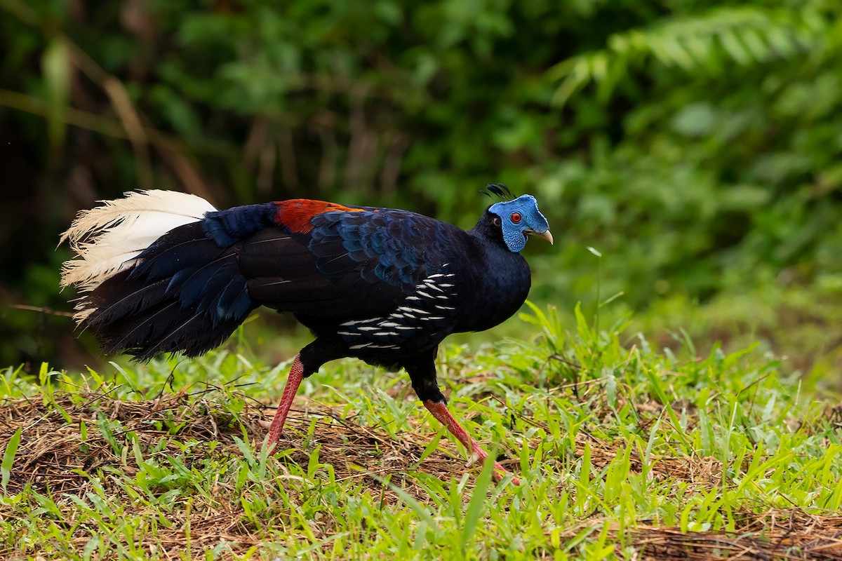 Malayan Crested Fireback - ML247217521