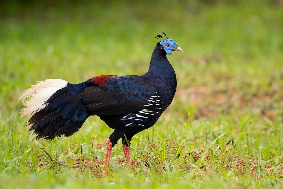 Malayan Crested Fireback - ML247217551