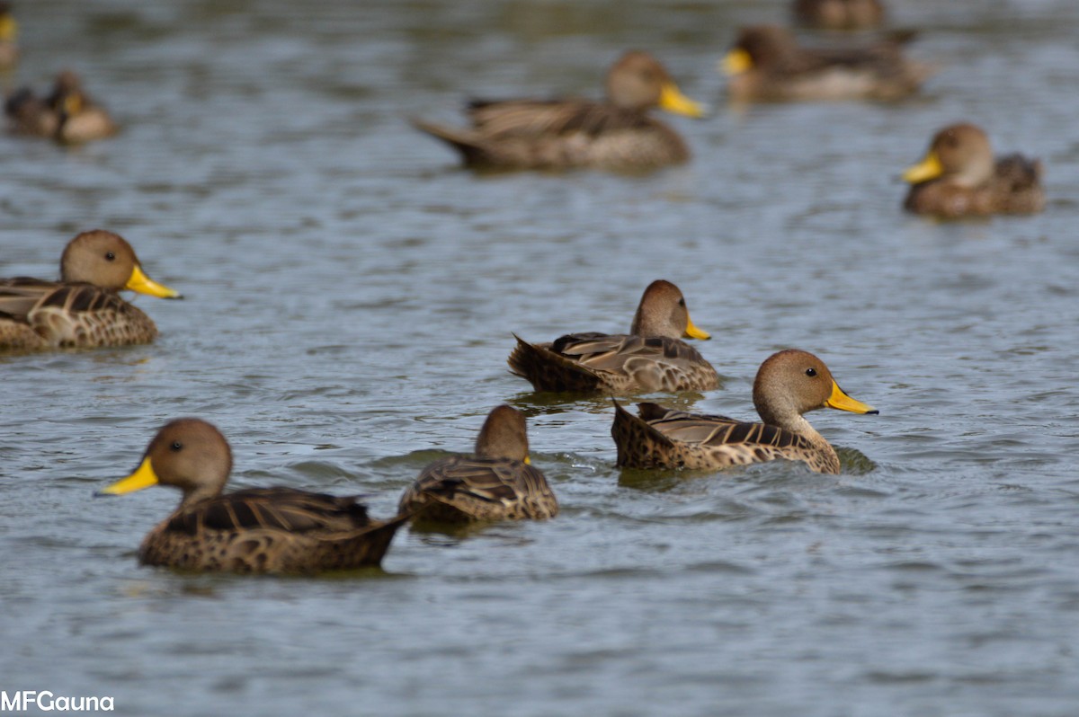 Yellow-billed Pintail - ML247218271