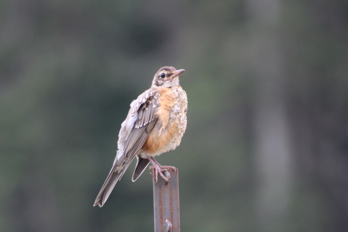 American Robin - ML247220181