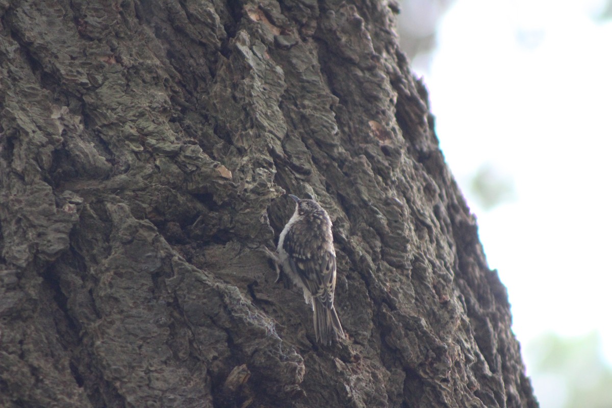 Brown Creeper - ML247220191